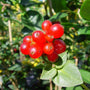 Close-up of a cluster of red berries on Scentsation Honeysuckle Vine. 