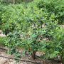 Yezberry Honey Bunch Japanese Haskap is a compact shrub.