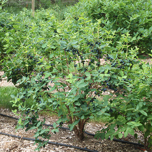 Yezberry Honey Bunch Japanese Haskap is a compact shrub.