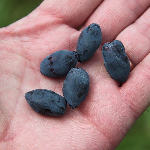 Yezberry Honey Bunch Japanese Haskap grows unique blue berries.