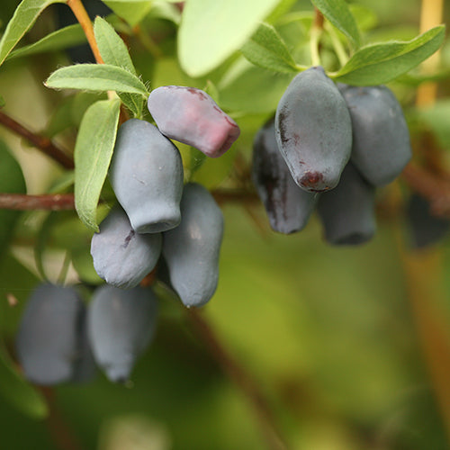 Yezberry Maxie, le Haskap japonais, produit en début de printemps de grosses récoltes de baies savoureuses. 