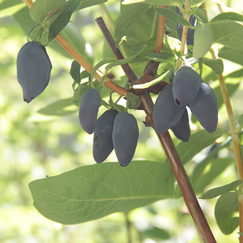 Yezberry Maxie, une variété de Haskap japonais, produit de délicieuses myrtilles en été.
