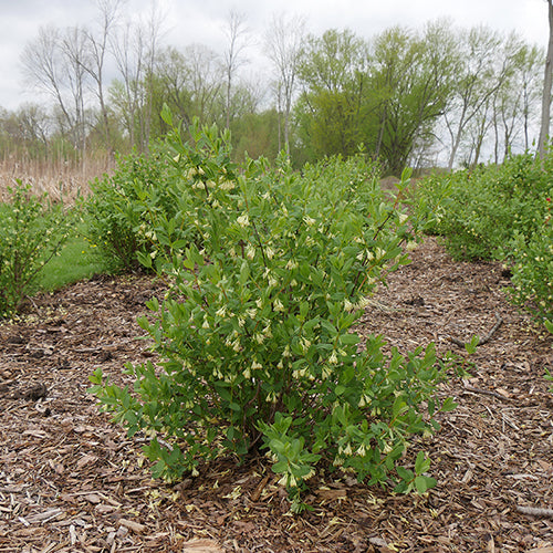Yezberry Solo Japanese Haskap grows big, delicious berries in early summer.