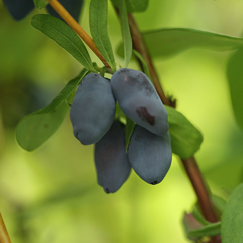 Yezberry Solo Japanese Haskap grows big, delicious berries in early summer.