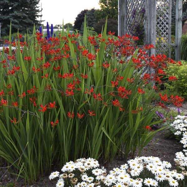 Lucifer' Montbretia | Perennials – Great Garden Plants
