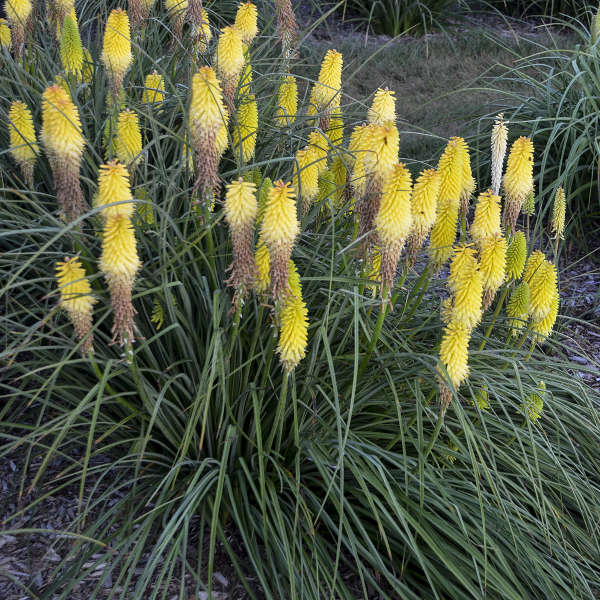 Lucky Lemons' Red Hot Poker | Perennials – Great Garden Plants