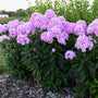 Luminary™ Opalescence Phlox has an upright habit