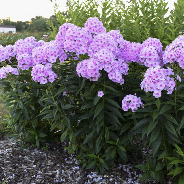 Luminary™ Opalescence Phlox has an upright habit