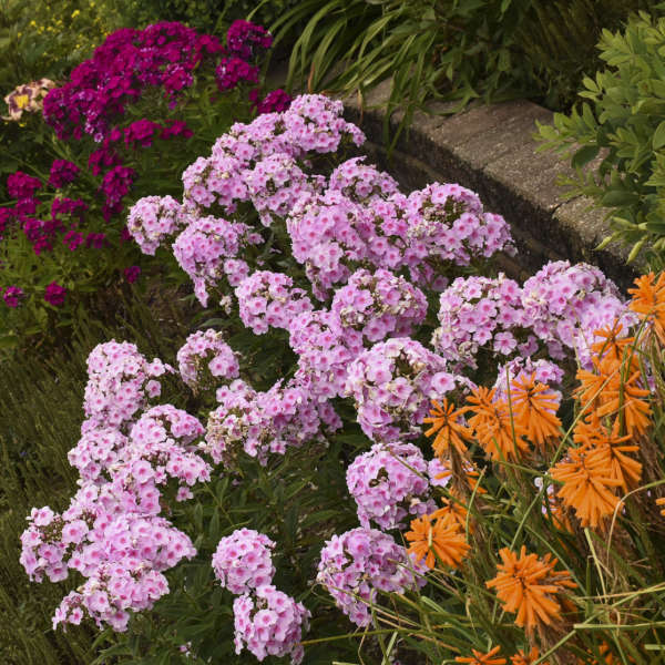 Luminary™ Opalescence Phlox is pollinator-friendly.