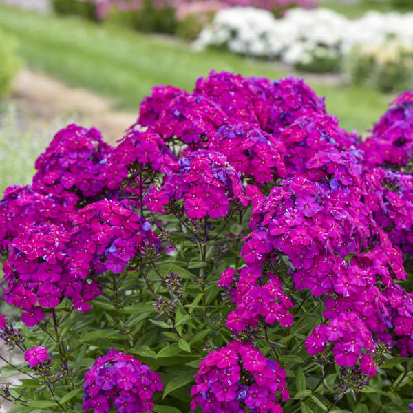 Luminary™ 'Ultraviolet' Tall Garden Phlox has vibrant magenta flowers