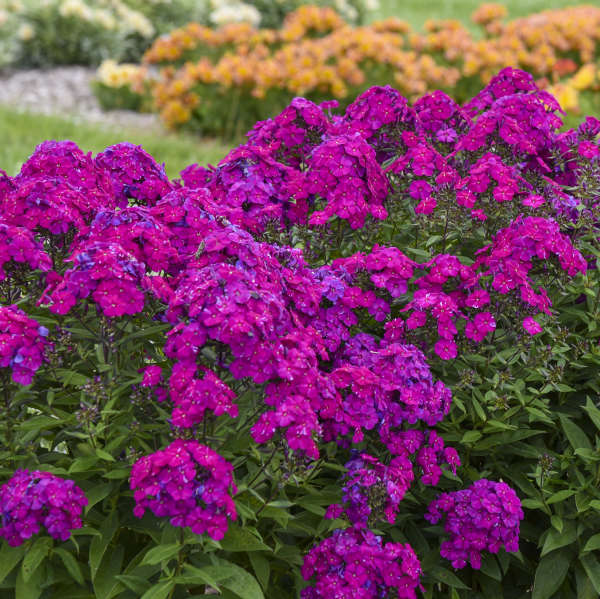Luminary™ 'Ultraviolet' Tall Garden Phlox has a tall, upright habit