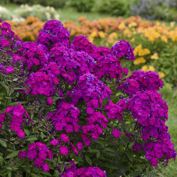 Luminary™ 'Ultraviolet' Tall Garden Phlox is loved by pollinators.
