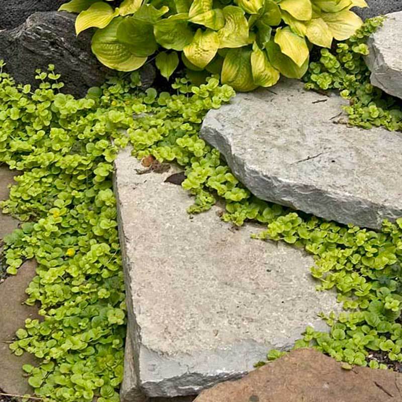 creeping jenny succulent Yellow Creeping Jenny (Lysimachia)