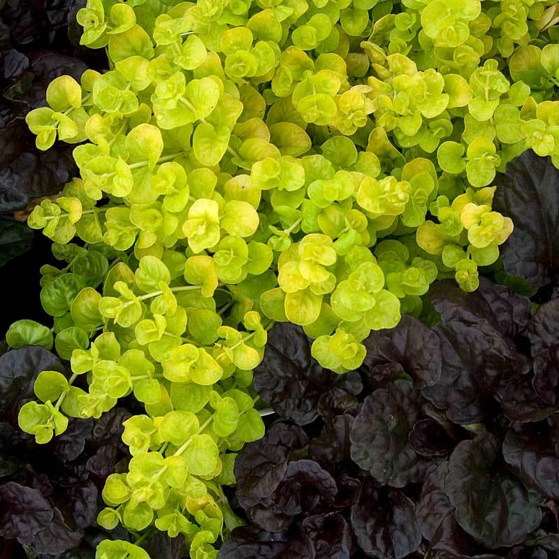 Yellow Creeping Jenny contrasts beautifully with darker plants.