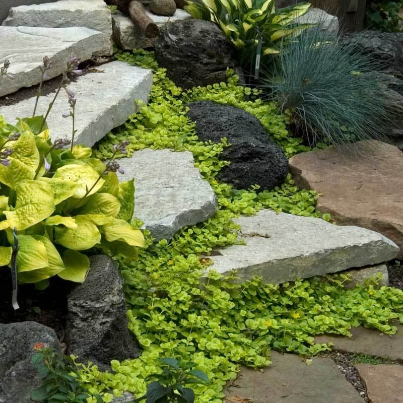Yellow Creeping Jenny is great for high foot traffic areas.
