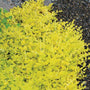 Yellow Creeping Jenny has trailing chartreuse leaves that spread vigorously.