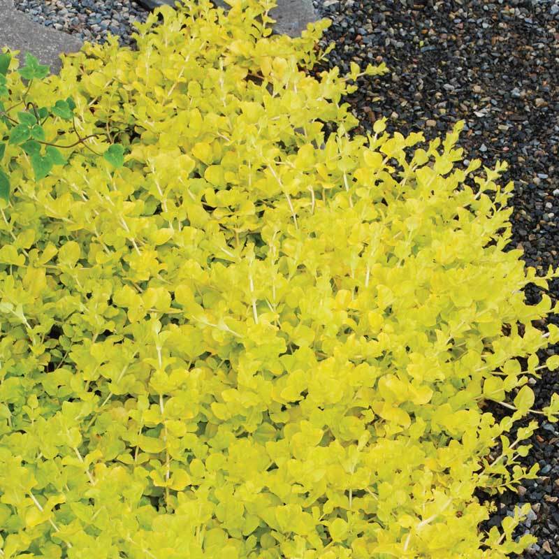Yellow Creeping Jenny has trailing chartreuse leaves that spread vigorously.