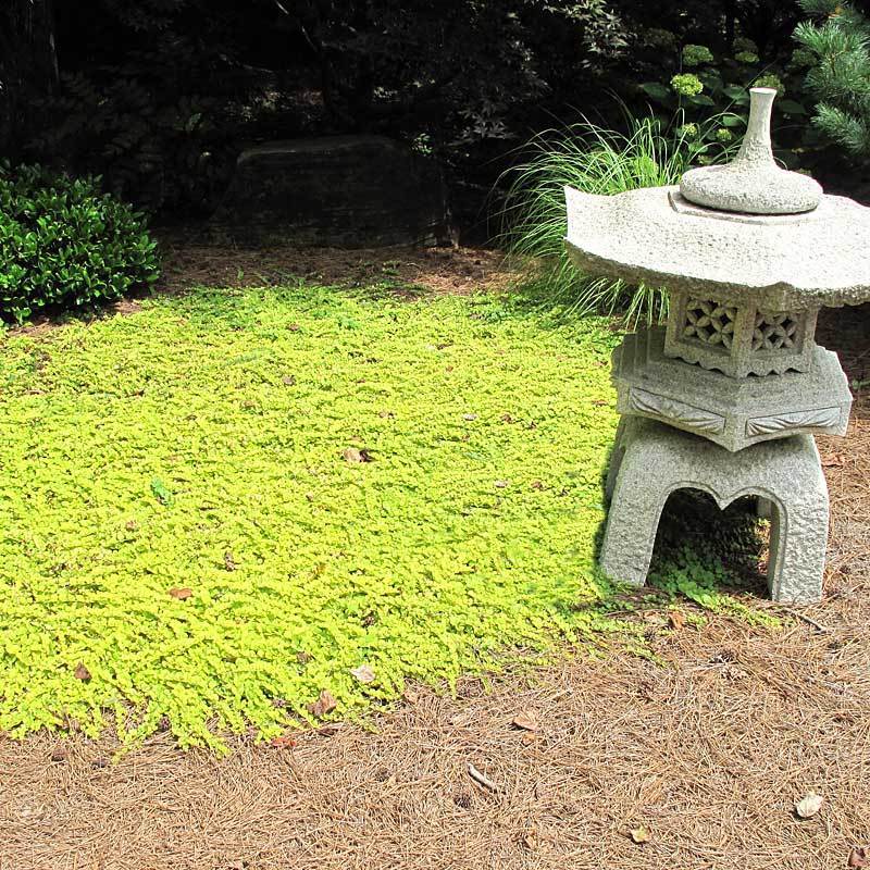 Yellow Creeping Jenny makes a great groundcover.