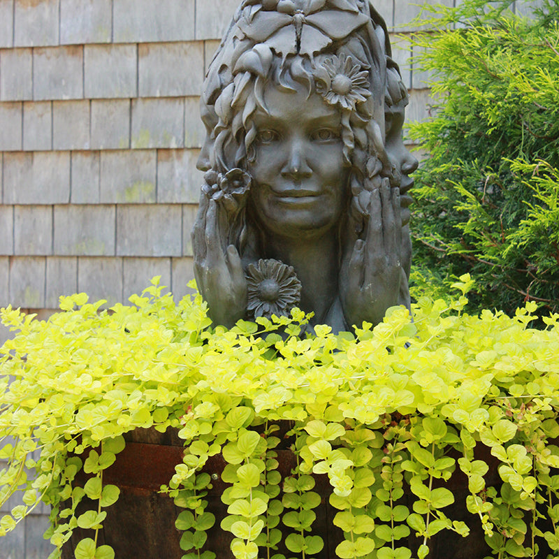 Yellow Creeping Jenny has trailing chartreuse leaves that spread vigorously.