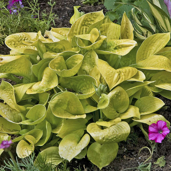 Great Garden Plants Maui Buttercups Hosta - Thumbnail 2