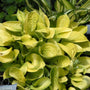 Hosta Maui Buttercup avec des feuilles jaunes en forme de coupe. 
