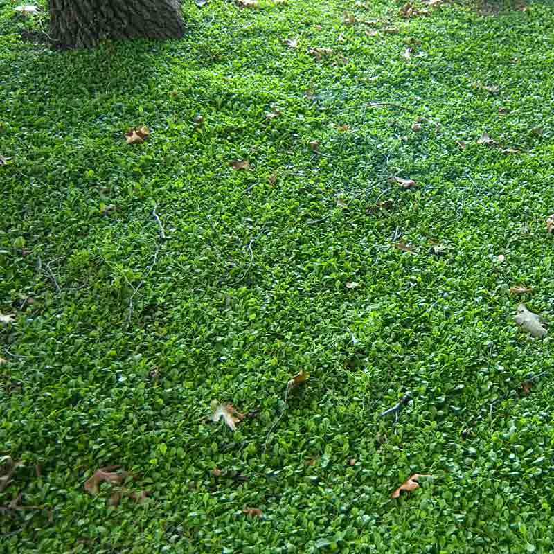 Mazus reptans Purple has rich, green foliage that forms a lush mat