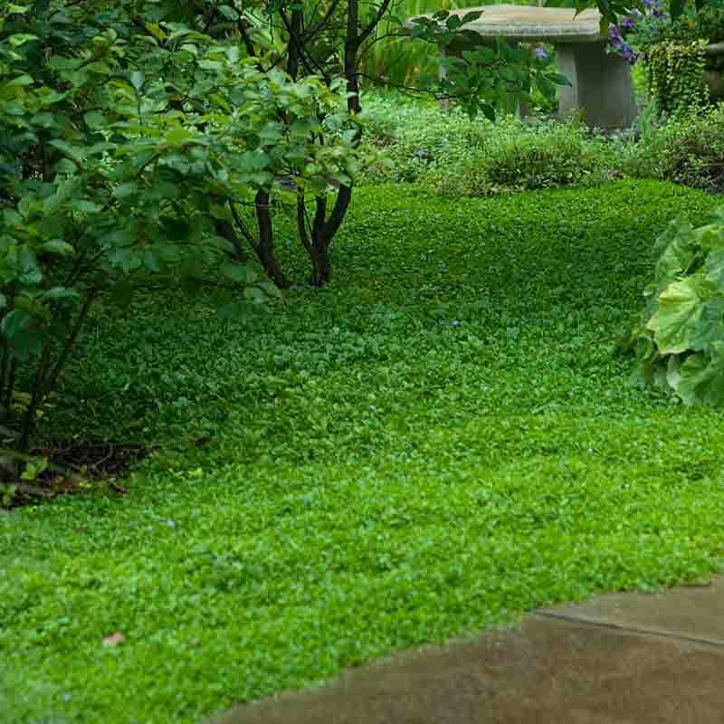 Purple Mazus spreads rapidly without being a nuisance