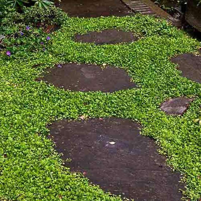 Mazus reptans Purple is ideal for areas with foot traffic