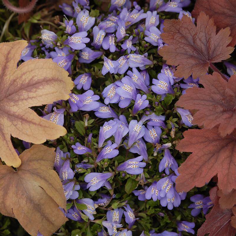 Mazus reptans Purple is a tough as nails ground cover for difficult spots