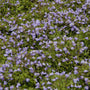 Purple Mazus is a fast growing ground cover that quickly forms a dense carpet of green leaves