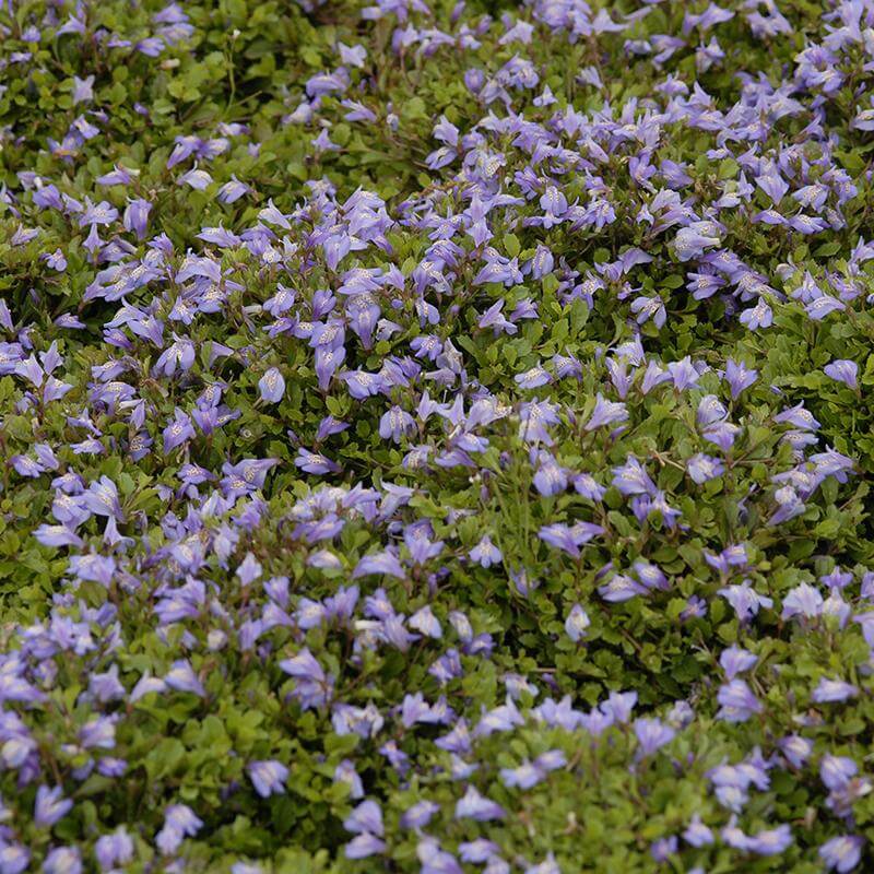 Purple Mazus is a fast growing ground cover that quickly forms a dense carpet of green leaves