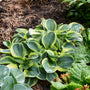 Mighty Mouse Hosta with green and yellow variegated foliage in a garden. 