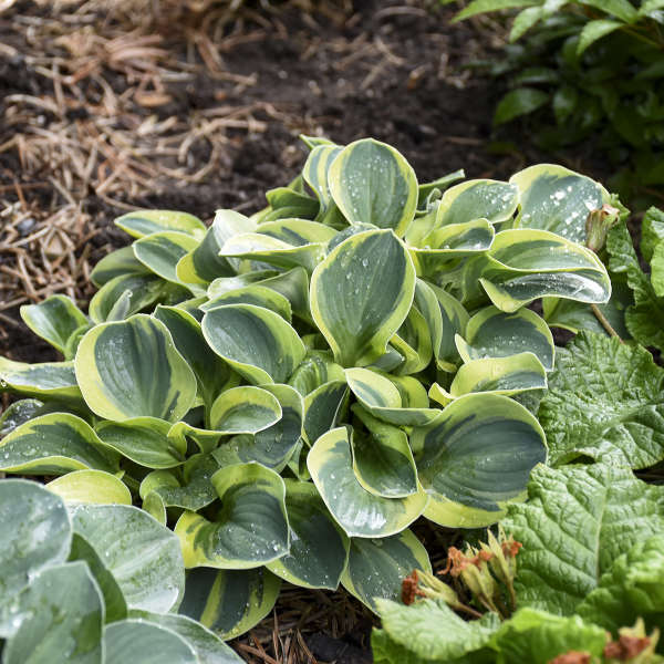 Mighty Mouse Hosta with green and yellow variegated foliage in a garden. 