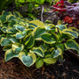 Vibrant green Mighty Mouse Hosta leaves with yellow margins. 