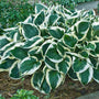 Minuteman Hosta with large dark green and white variegated leaves. 