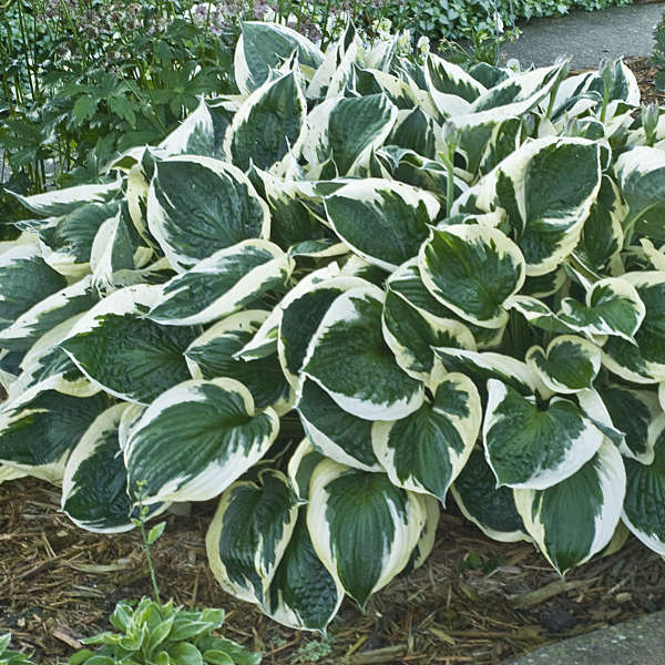 Minuteman Hosta with large dark green and white variegated leaves. 