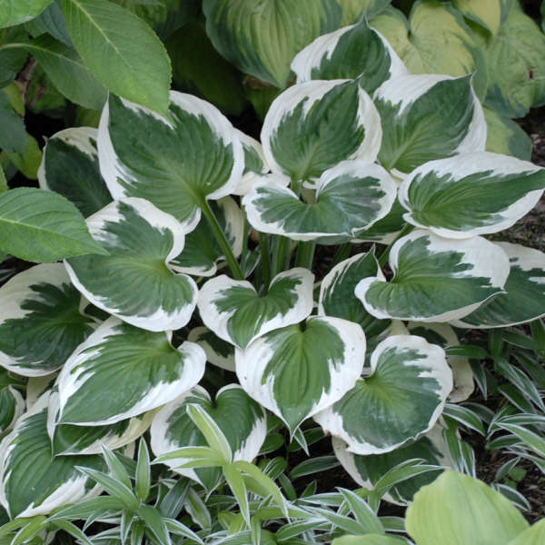 'Minuteman' Hosta with dark green leaves and white edges.