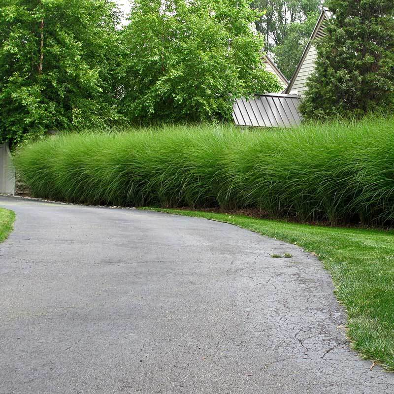 A row of Gracillimus Maiden Grass creating a hedge along a driveway. 
