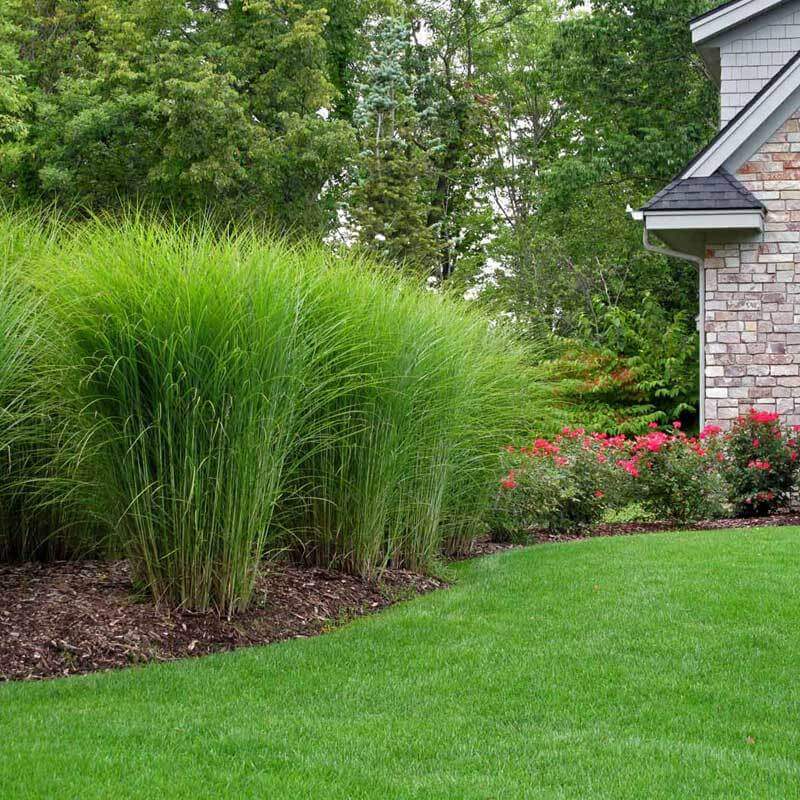 house grass plants 'Gracillimus' Maiden Grass (Miscanthus)