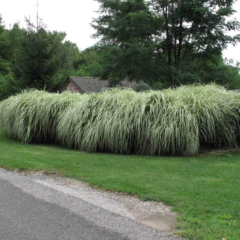Variegatus Maiden Grass creating a privacy hedge in a landscape. 
