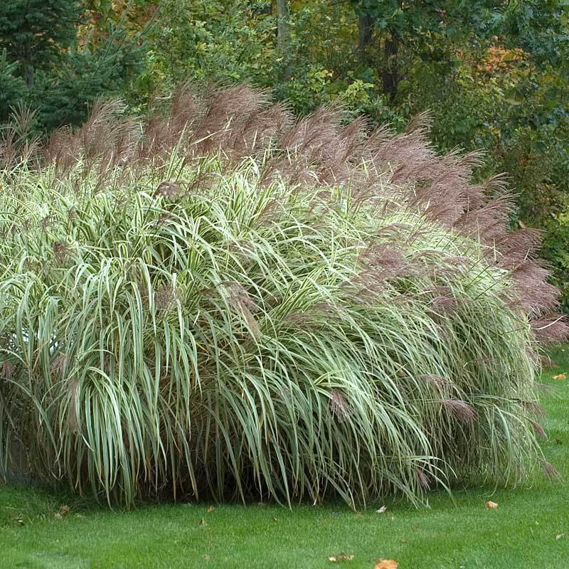 Variegatus Maiden Grass with silvery plumes shimmering above green and white variegated foliage. 