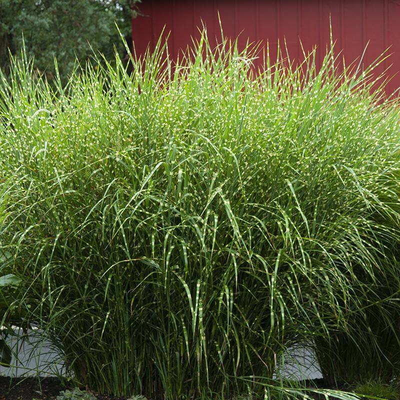 Zebrinus Maiden Grass with bold green and yellow horizontally striped leaves. 
