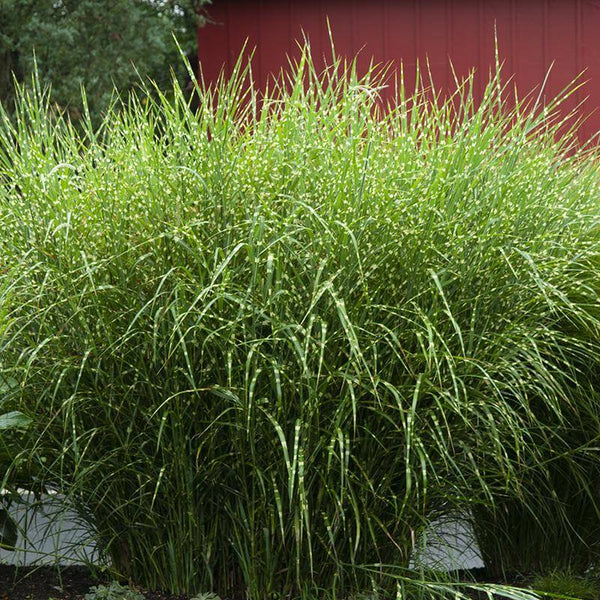 zebra grass indoor plant 'Zebrinus' Maiden Grass (Miscanthus)