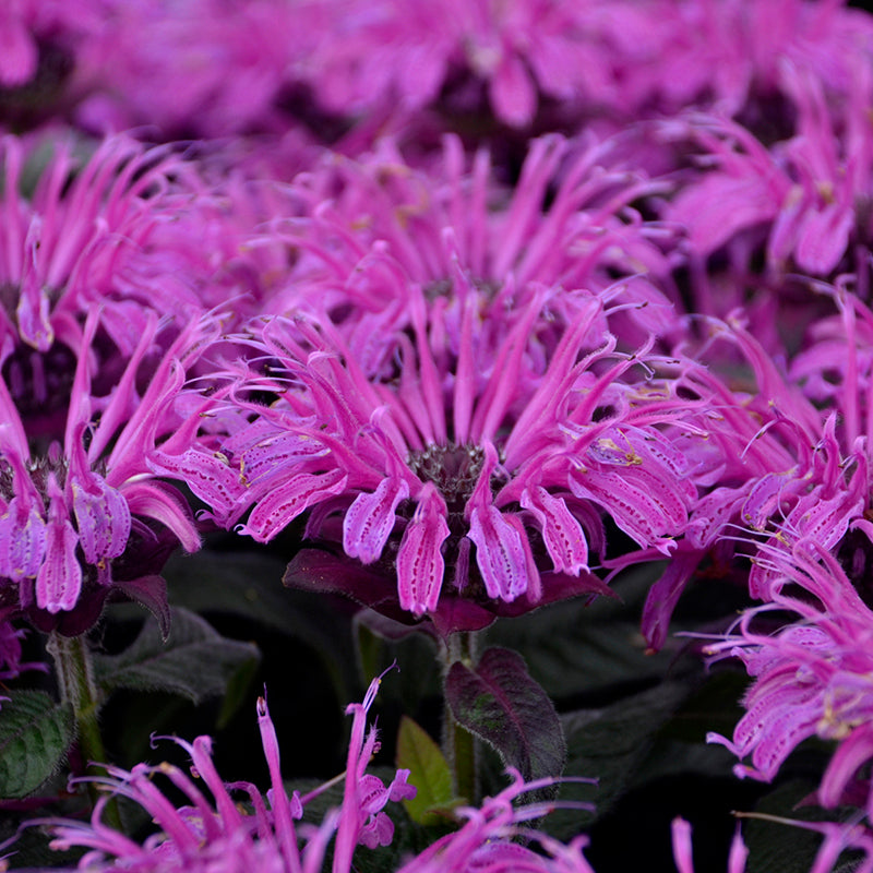 Close-up of frilly magenta Leading Lady Plum Bee Balm blooms. 