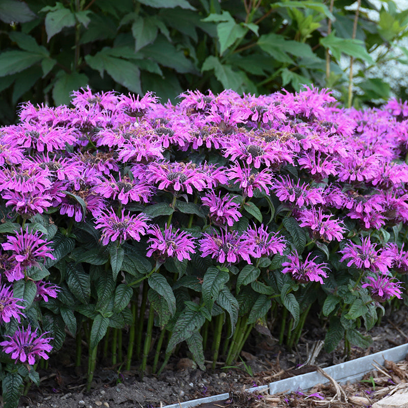 Leading Lady Plum Bee Balm on the edge of a landscape. 