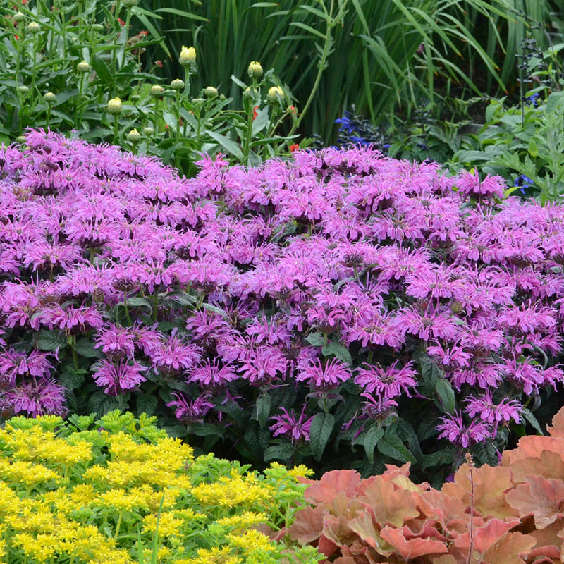 Leading Lady Plum Bee Balm with magenta blooms in a garden behind coral bells and stonecrop. 