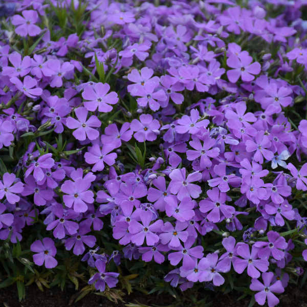 Phlox 'Crater Lake' (à flanc de montagne) : fleurs en forme d'étoile, violet indigo.