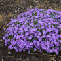 Phlox 'Crater Lake' de montagne, fleurs indigo-violettes en forme d'étoile, port arrondi.