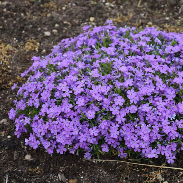 Phlox 'Crater Lake' de montagne, fleurs indigo-violettes en forme d'étoile, port arrondi.