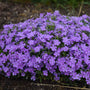 Phlox 'Crater Lake' de montagne : fleurs indigo-violettes en pleine floraison chaque printemps.